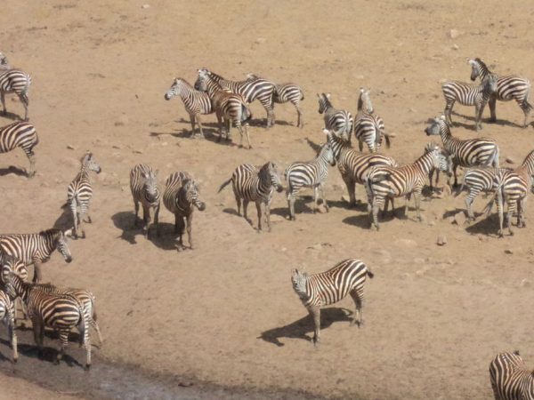 Zebras seen grazing near a waterhole from the lodge during a safari in Tsavo East and West National Parks — book your Tsavo safari from Nairobi or Mombasa with Cruzeiro Safaris Kenya