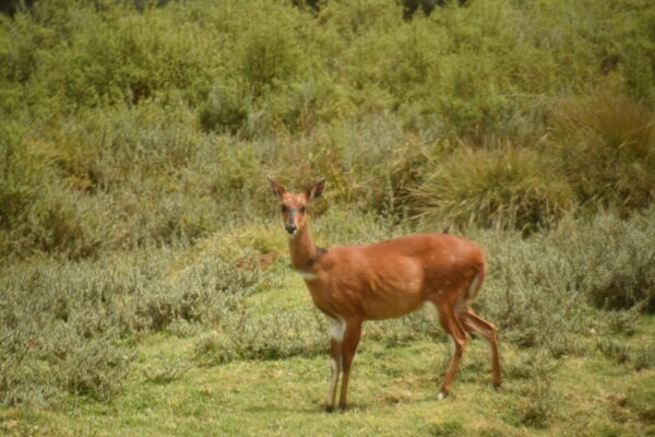 A gazelle standing gracefully in the scenic landscapes of Aberdare National Park, Kenya, spotted during a safari with Cruzeiro Safaris Kenya