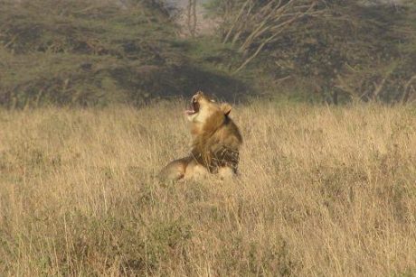Lion In Masai Mara