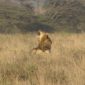 Lion In Masai Mara