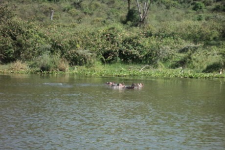 Hippos seen in the waters of Lake Naivasha during a boat tour to Crescent Island, organized by Cruzeiro Safaris Kenya