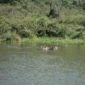 Hippos seen in the waters of Lake Naivasha during a boat tour to Crescent Island, organized by Cruzeiro Safaris Kenya