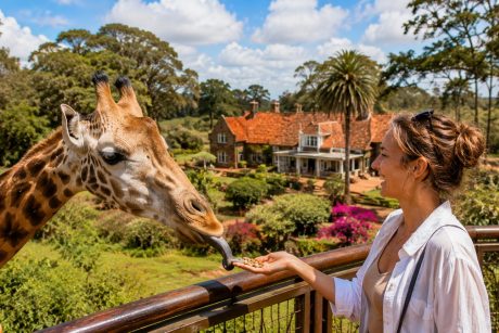 A smiling traveler feeds a Rothschild giraffe from the Giraffe Centre viewing platform in Nairobi, with the beautiful Karen Blixen Museum, colorful gardens, and lush greenery visible in the background during a guided tour by Cruzeiro Safaris.