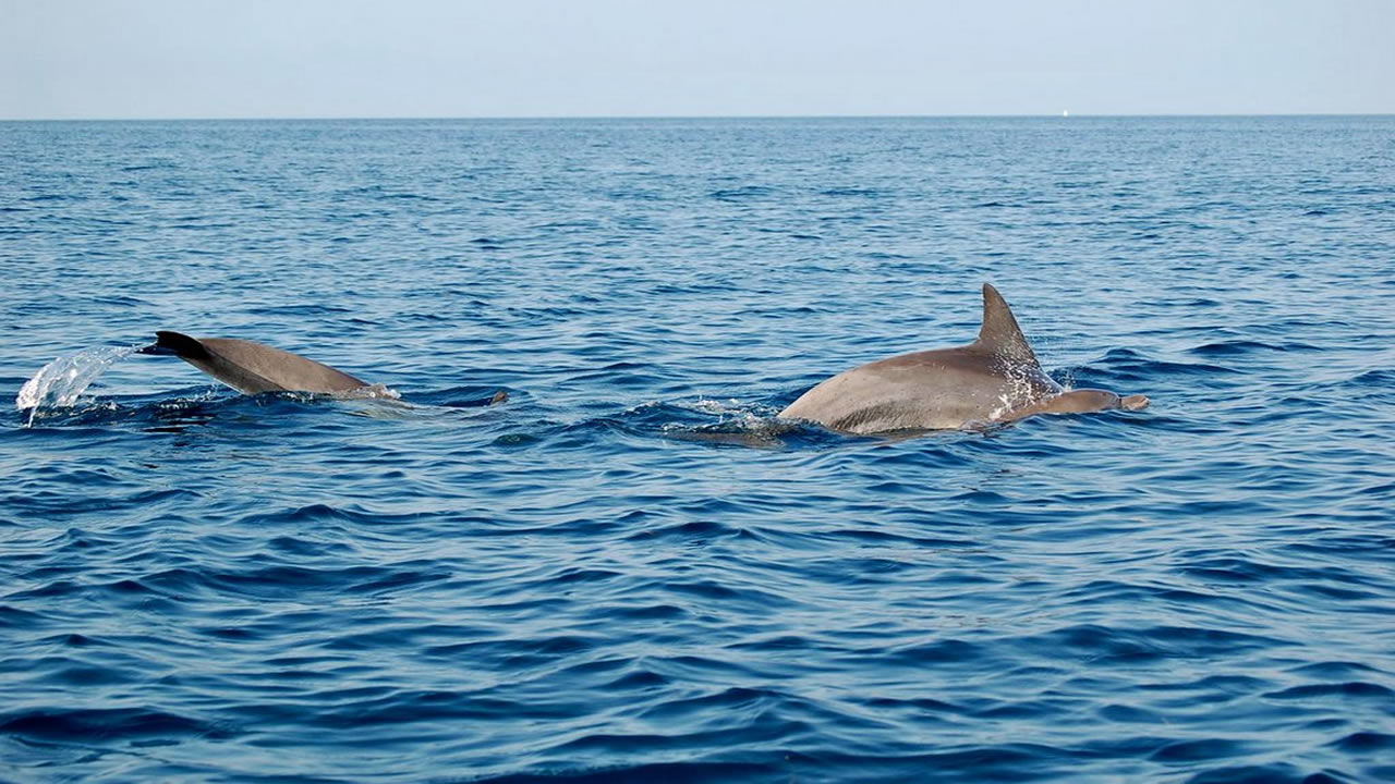 mombasa dolphin tour