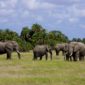 tsavo safari from mombasa