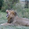 Close-up of a lion with mouth wide open during a game drive in Nairobi National Park
