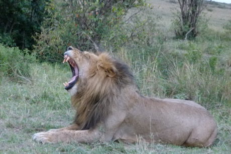 lion in the Nairobi National Park Tour