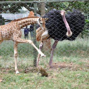 Rescued two-week-old male reticulated giraffe playing with Yellow Baboon and Ostrich at Nairobi Animal Orphanage