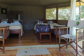 Masai Mara Safari Tour – Ol Moran Tented Camp