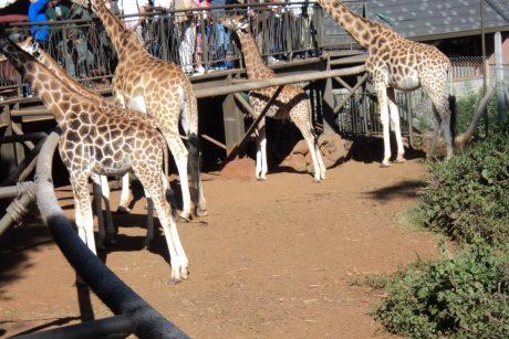 giraffe center nairobi