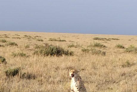Wildlife Photos Cheetah with a meal