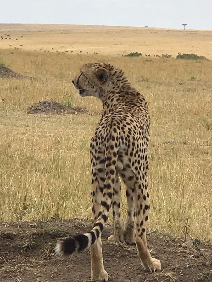 A majestic cheetah standing on the open plains of the Maasai Mara National Reserve during a Kenya safari with Cruzeiro Safaris Kenya, scanning the savannah for prey.