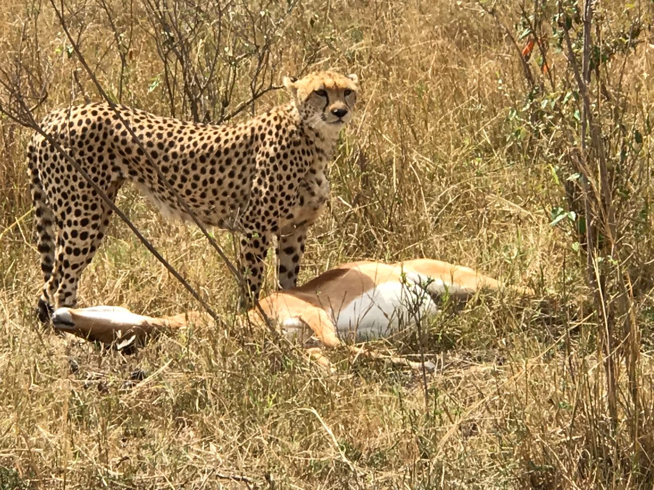 A cheetah standing beside its freshly caught antelope prey in the Maasai Mara during a Kenya wildlife safari with Cruzeiro Safaris Kenya.