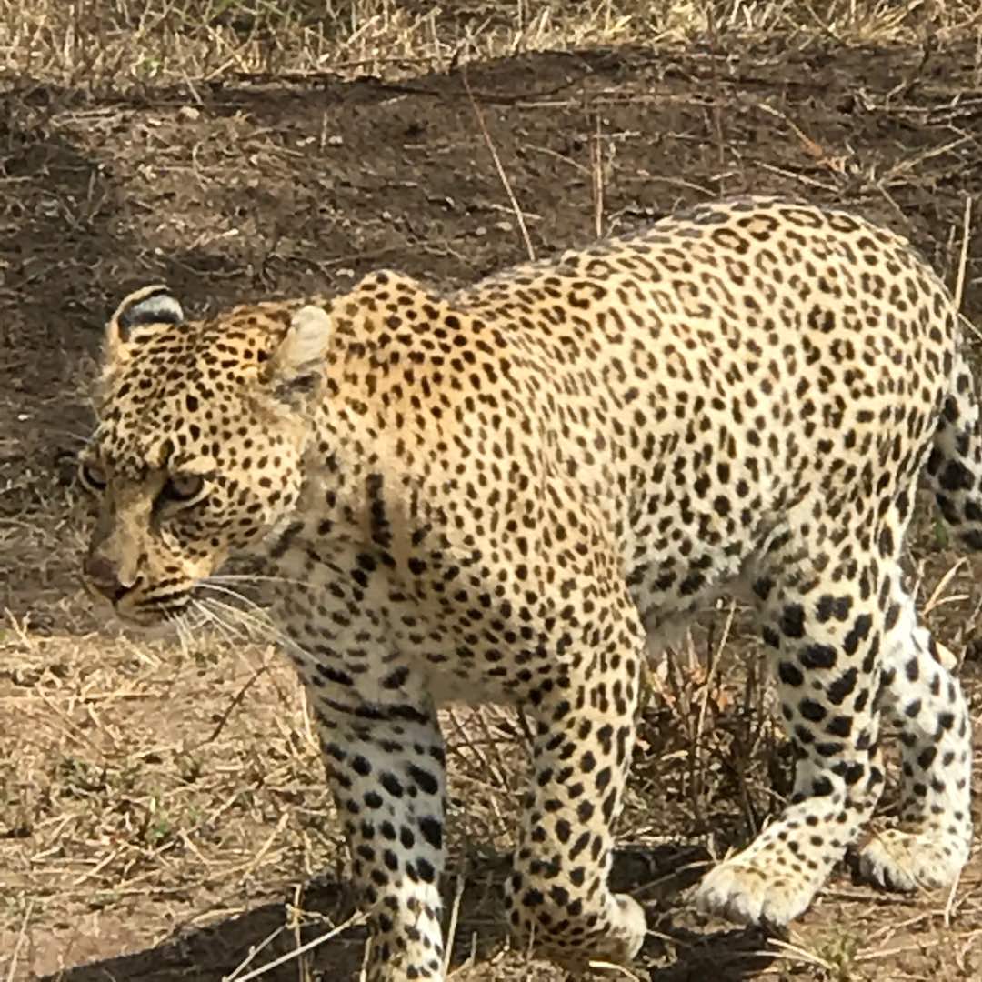 A magnificent leopard walking through the African savannah during a Kenya safari with Cruzeiro Safaris Kenya, showcasing one of the Big Five wildlife species in Kenya's national parks.