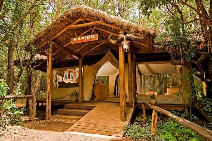 Luxury tented safari camp surrounded by indigenous forest in Maasai Mara, Kenya, offering authentic bush accommodation with Cruzeiro Safaris Kenya.