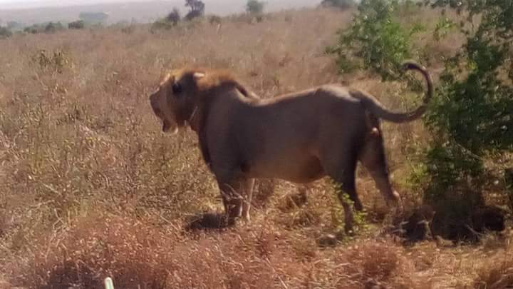 A magnificent male lion standing proudly on the open savannah of the Maasai Mara National Reserve during a Kenya safari with Cruzeiro Safaris Kenya.