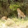 Two lions resting under a bush to escape the heat on a Cruzeiro Safaris Kenya tour