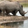 Rhinoceros drinking water in Nairobi National Park during a Cruzeiro Safaris game drive