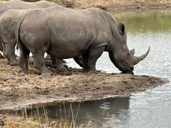 Rhinoceros drinking water in Nairobi National Park during a Cruzeiro Safaris game drive