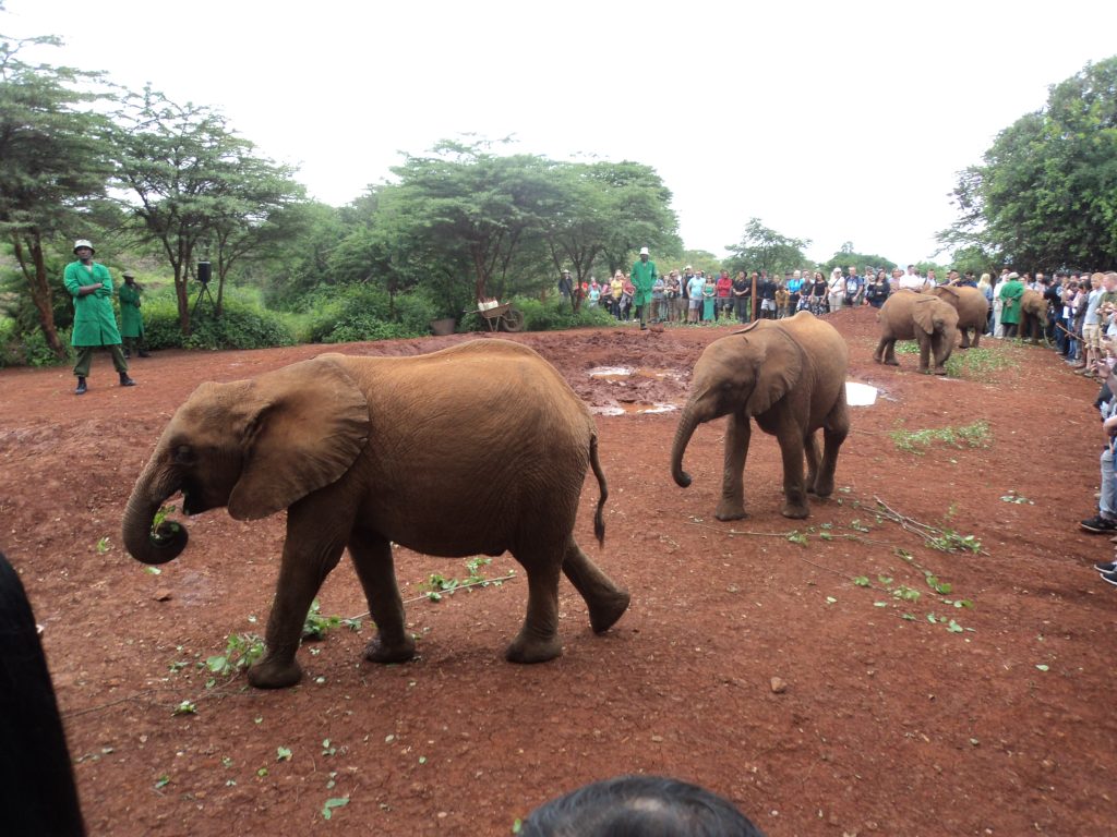 elephants orphanage tour in kenya