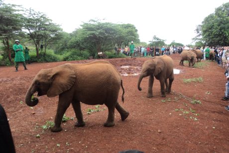 elephants orphanage tour in kenya