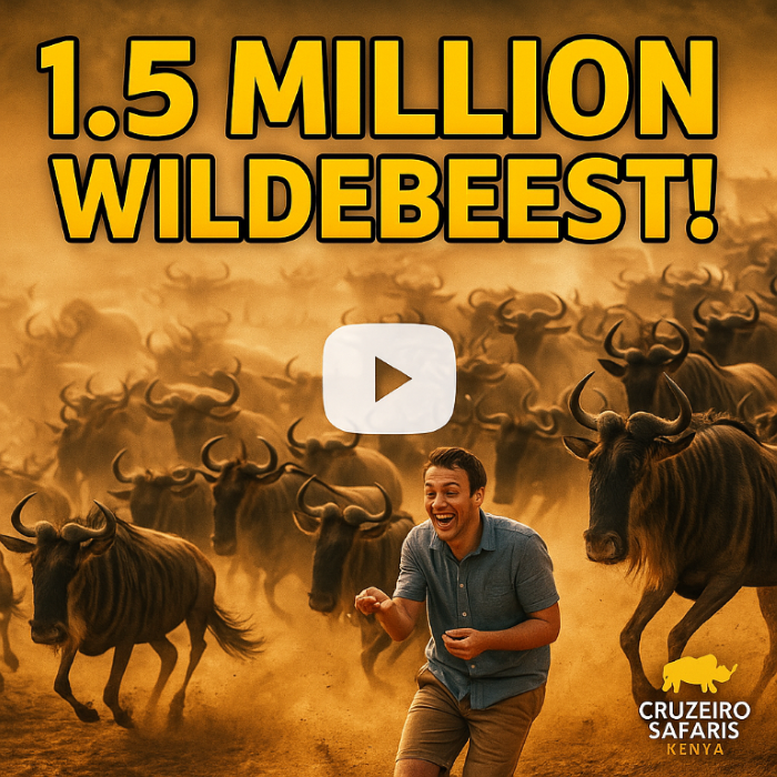 Migration madness—witness 1.5 million wildebeest on the move in Masai Mara with Cruzeiro Safaris Kenya.