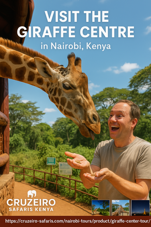 Tourist feeding a Rothschild giraffe at the Giraffe Center in Nairobi with Cruzeiro Safaris Kenya