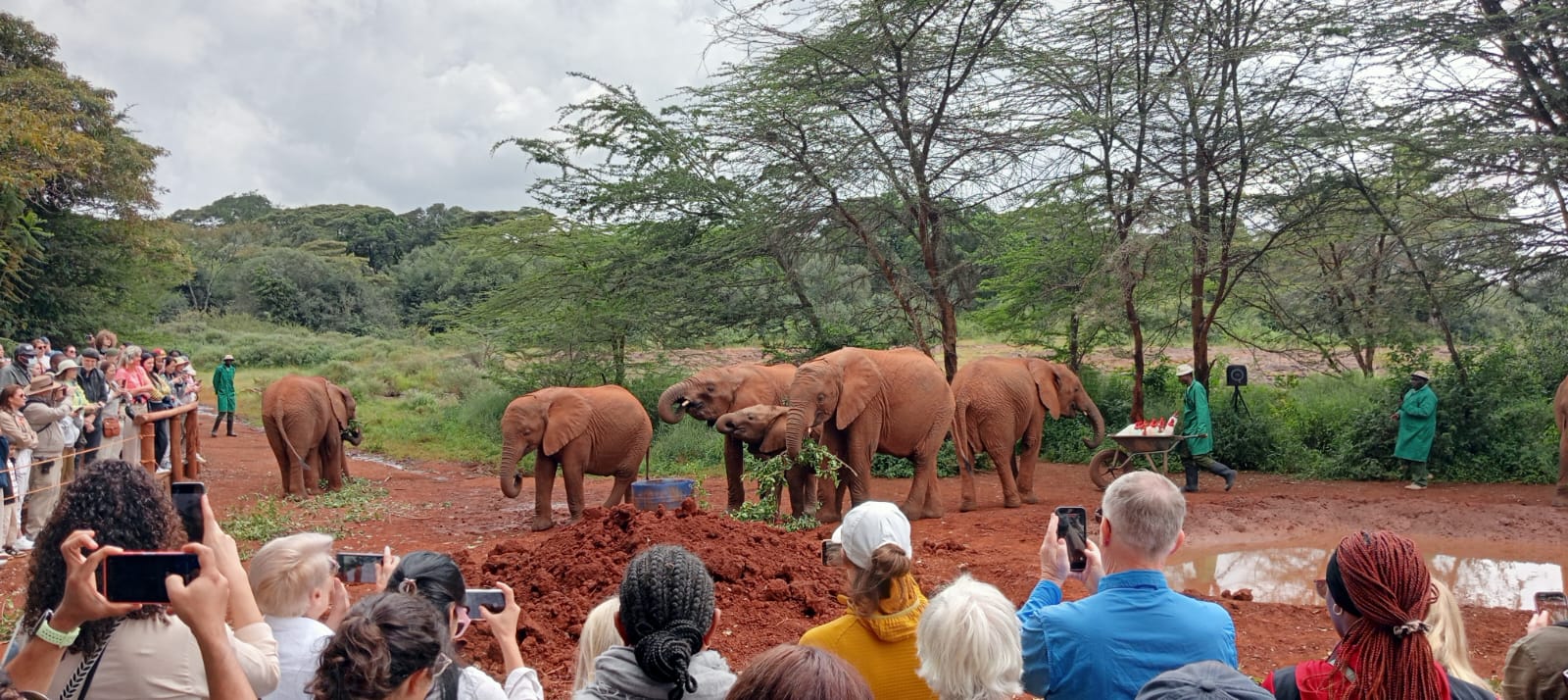 Visitors watching rescued baby elephants during the public feeding session at the David Sheldrick Wildlife Trust Elephant Orphanage in Nairobi. Experience this unforgettable conservation tour with Cruzeiro Safaris Kenya.