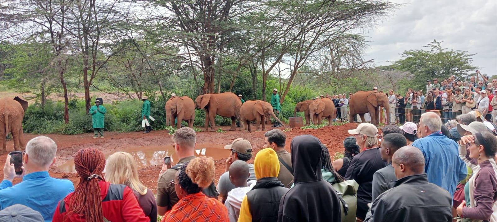 Visitors watching rescued baby elephants during the daily feeding and mud bath session at the David Sheldrick Wildlife Trust Elephant Orphanage in Nairobi. A memorable wildlife conservation experience with Cruzeiro Safaris Kenya.