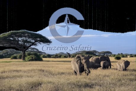 Herd of African elephants grazing in Amboseli National Park with snow-capped Mount Kilimanjaro in the background, featuring a transparent Cruzeiro Safaris. Experience unforgettable Kenya wildlife safaris with Cruzeiro Safaris Kenya.