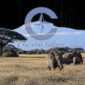 Herd of African elephants grazing in Amboseli National Park with snow-capped Mount Kilimanjaro in the background, featuring a transparent Cruzeiro Safaris. Experience unforgettable Kenya wildlife safaris with Cruzeiro Safaris Kenya.