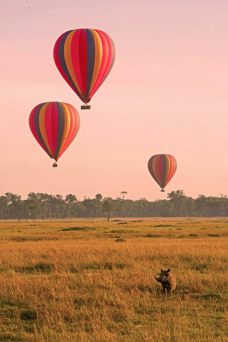 Colourful hot air balloons floating above the golden plains of the Maasai Mara National Reserve at sunrise during a luxury balloon safari with Cruzeiro Safaris Kenya. A truly unforgettable wildlife adventure in Kenya.