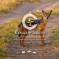 Black-backed jackal standing on a safari track in Maasai Mara National Reserve, Kenya. Experience authentic wildlife safaris, Big Five adventures, and direct Kenya safari bookings with Cruzeiro Safaris.