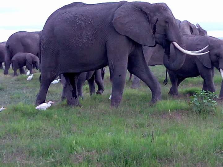 A family of African elephants walking together across the Kenyan savannah during a professionally guided wildlife safari with Cruzeiro Safaris Kenya, experts in luxury safaris, private tours, and unforgettable African adventures.