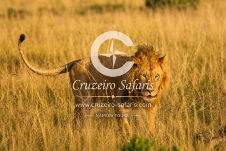 Majestic male lion walking through the golden plains of Maasai Mara National Reserve, Kenya. Experience Big Five wildlife safaris, luxury and budget safari packages, and direct Kenya safari bookings with Cruzeiro Safaris.