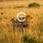Majestic male lion walking through the golden plains of Maasai Mara National Reserve, Kenya. Experience Big Five wildlife safaris, luxury and budget safari packages, and direct Kenya safari bookings with Cruzeiro Safaris.