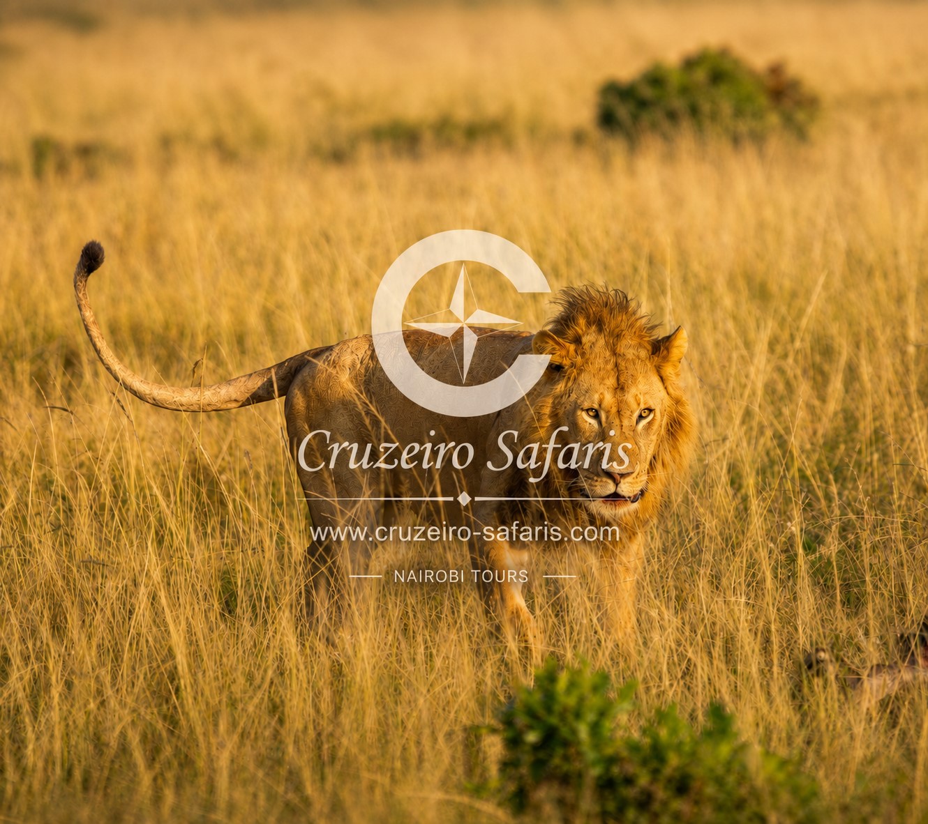 Majestic male lion walking through the golden plains of Maasai Mara National Reserve, Kenya. Experience Big Five wildlife safaris, luxury and budget safari packages, and direct Kenya safari bookings with Cruzeiro Safaris.