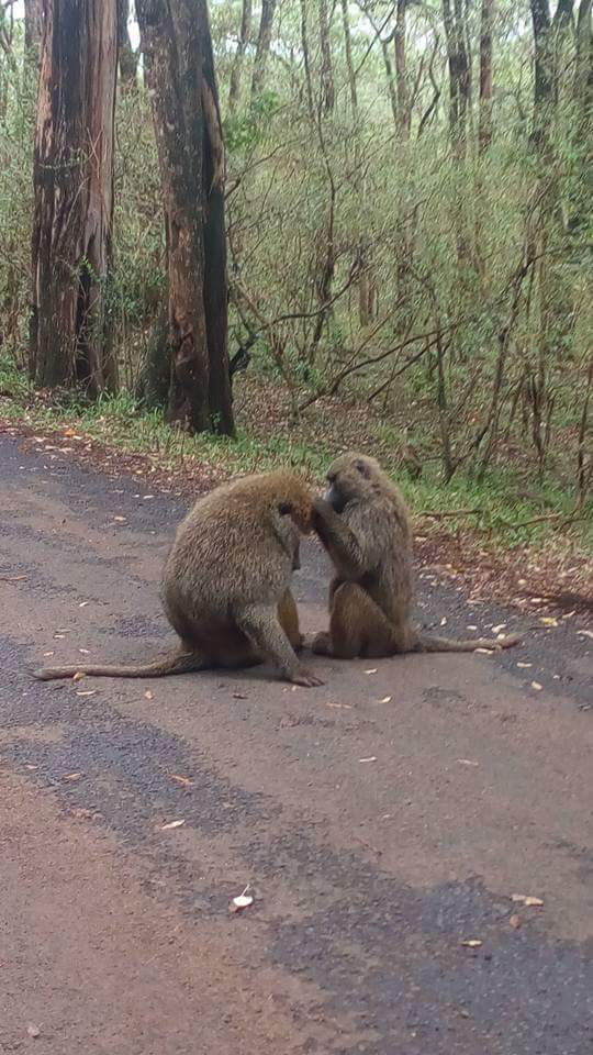 Two Olive Baboons grooming each other along a forest road in Aberdare National Park, Kenya. These intelligent primates are commonly seen during scenic wildlife safaris with Cruzeiro Safaris Kenya.