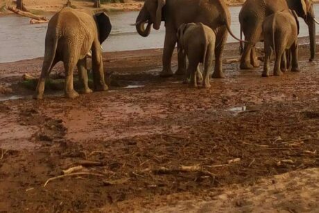 A family of African elephants with young calves drinking and playing along the Ewaso Nyiro River in Samburu National Reserve during a Kenya wildlife safari with Cruzeiro Safaris Kenya.