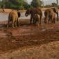 A family of African elephants with young calves drinking and playing along the Ewaso Nyiro River in Samburu National Reserve during a Kenya wildlife safari with Cruzeiro Safaris Kenya.