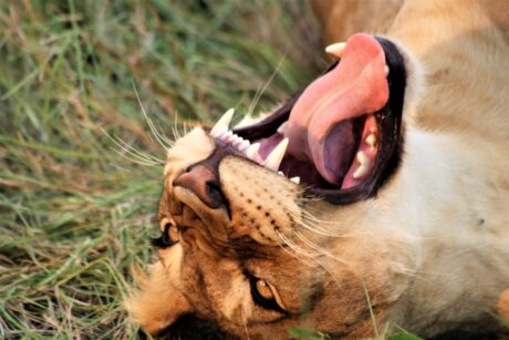 A close-up of a playful African lion lying in the grass with its mouth open and tongue out during a game drive in the Maasai Mara National Reserve. Experience unforgettable Big Five safaris with Cruzeiro Safaris Kenya.