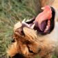 A close-up of a playful African lion lying in the grass with its mouth open and tongue out during a game drive in the Maasai Mara National Reserve. Experience unforgettable Big Five safaris with Cruzeiro Safaris Kenya.