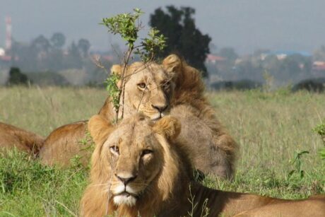 A pride of African lions resting peacefully on the grasslands of the Maasai Mara National Reserve during a Kenya wildlife safari with Cruzeiro Safaris Kenya. Lions are among the most sought-after members of Africa's Big Five.