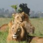 A pride of African lions resting peacefully on the grasslands of the Maasai Mara National Reserve during a Kenya wildlife safari with Cruzeiro Safaris Kenya. Lions are among the most sought-after members of Africa's Big Five.