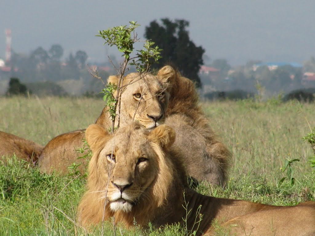 A pride of African lions resting peacefully on the grasslands of the Maasai Mara National Reserve during a Kenya wildlife safari with Cruzeiro Safaris Kenya. Lions are among the most sought-after members of Africa's Big Five.