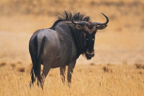 A Blue Wildebeest standing on the golden plains of the Maasai Mara National Reserve during a Kenya safari with Cruzeiro Safaris Kenya. The wildebeest is one of the iconic species of the Great Migration and a highlight of every African wildlife safari.