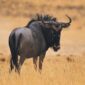 A Blue Wildebeest standing on the golden plains of the Maasai Mara National Reserve during a Kenya safari with Cruzeiro Safaris Kenya. The wildebeest is one of the iconic species of the Great Migration and a highlight of every African wildlife safari.