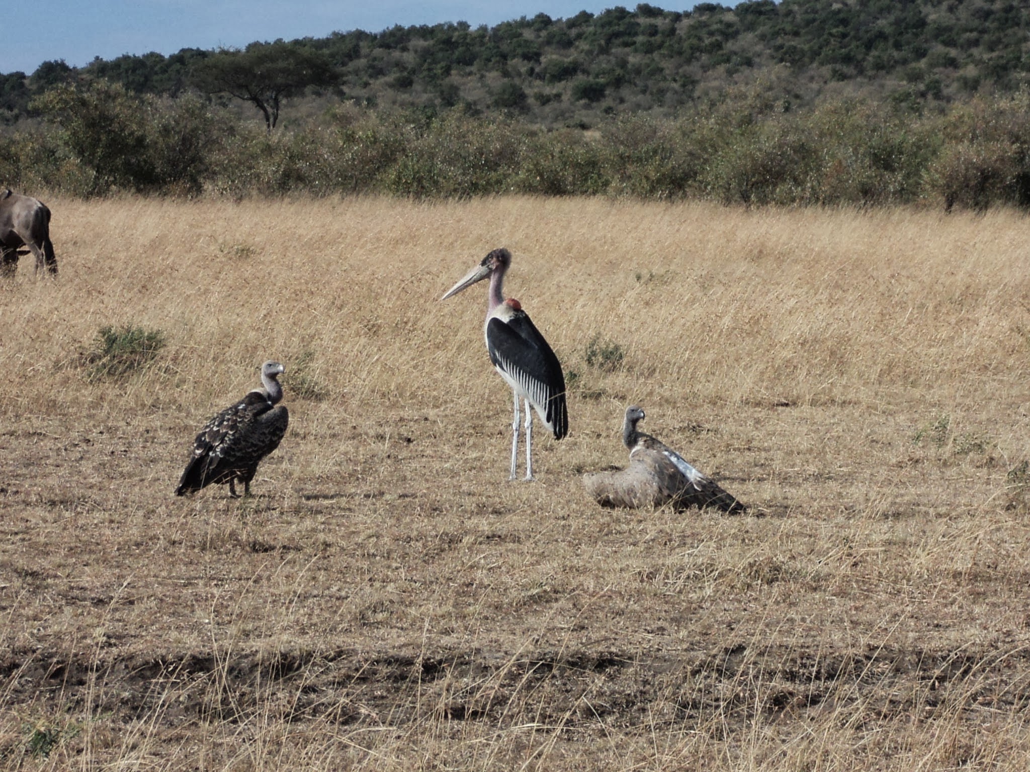 Kenya safari tours 2026 and 2027 with Cruzeiro Safaris Kenya