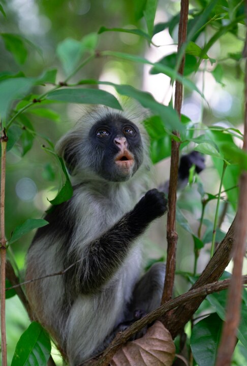Zanzibar Guided Trekking Tour - From Stone Town hotels
