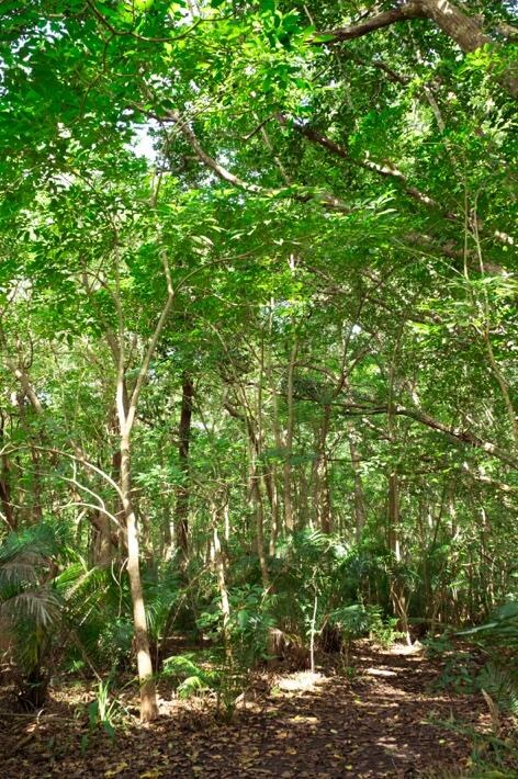 Jozani Forest and Red Colobus Tour - From Fumba and Mangapwani